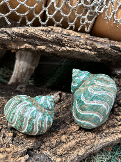 Large Carved Jade Turbo - Turbo burgessi