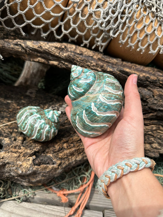 Large Carved Jade Turbo - Turbo burgessi
