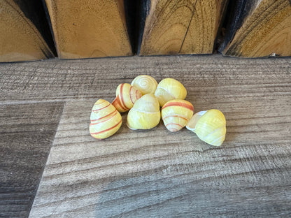 Pale Yellow Land Snail