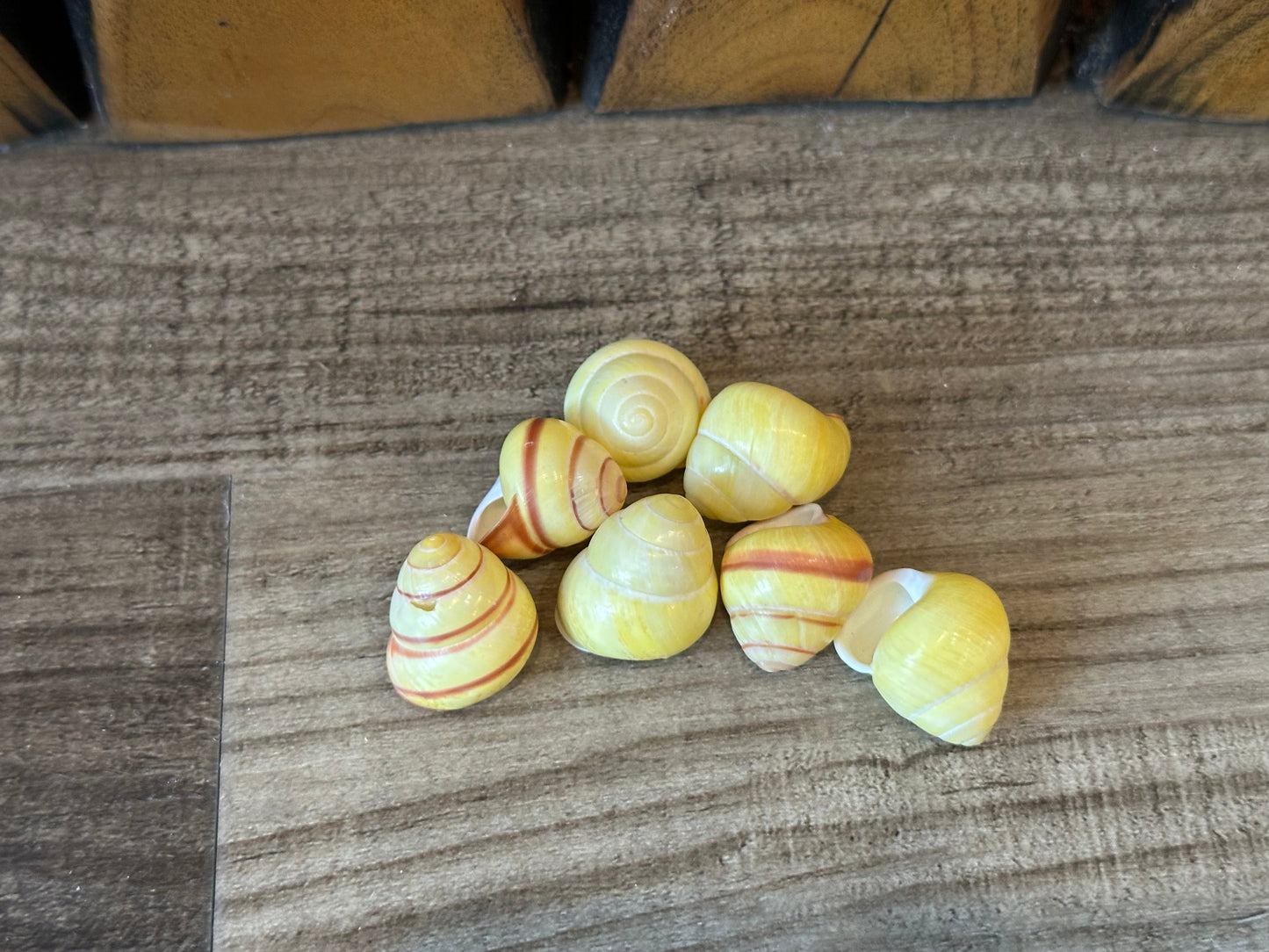 Pale Yellow Land Snail