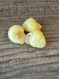Pale Yellow Land Snail