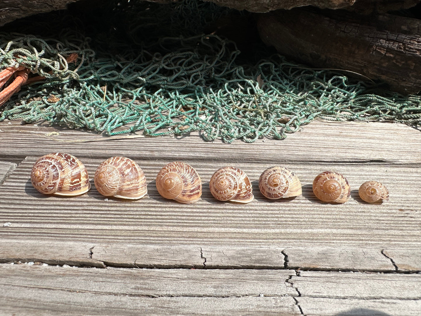 7 Shell Growth Series Tingitana seguyana Land Snail