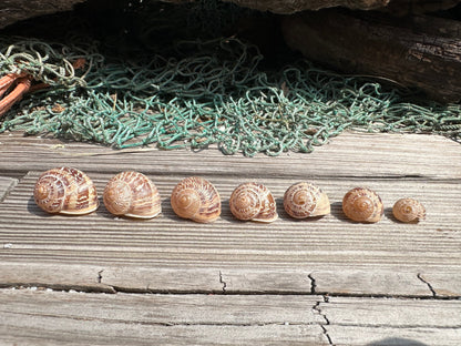 7 Shell Growth Series Tingitana seguyana Land Snail