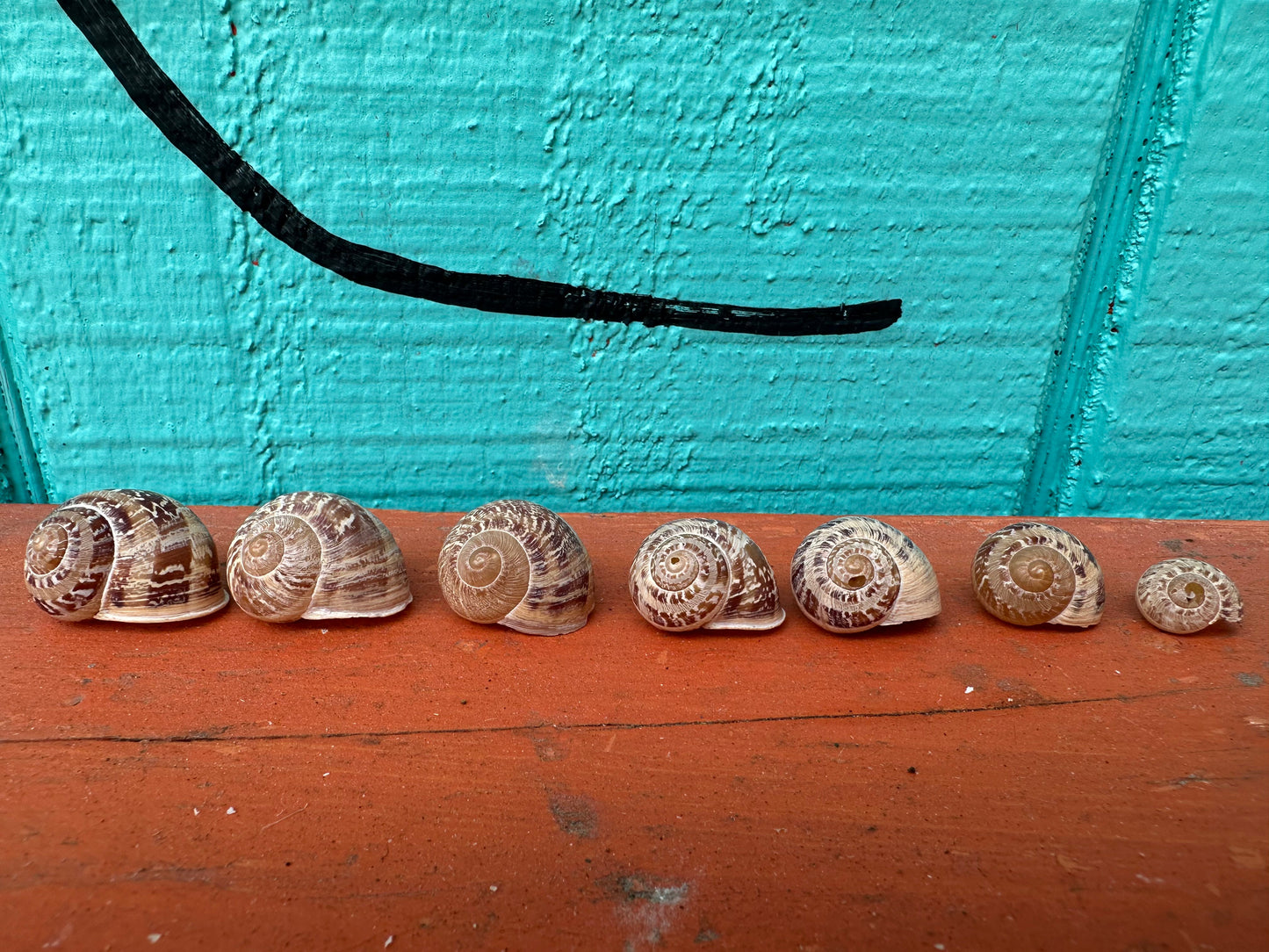 7 Shell Growth Series Tingitana seguyana Land Snail