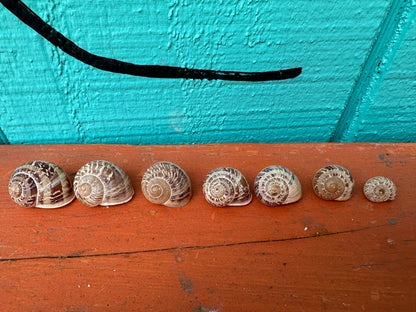 7 Shell Growth Series Tingitana seguyana Land Snail