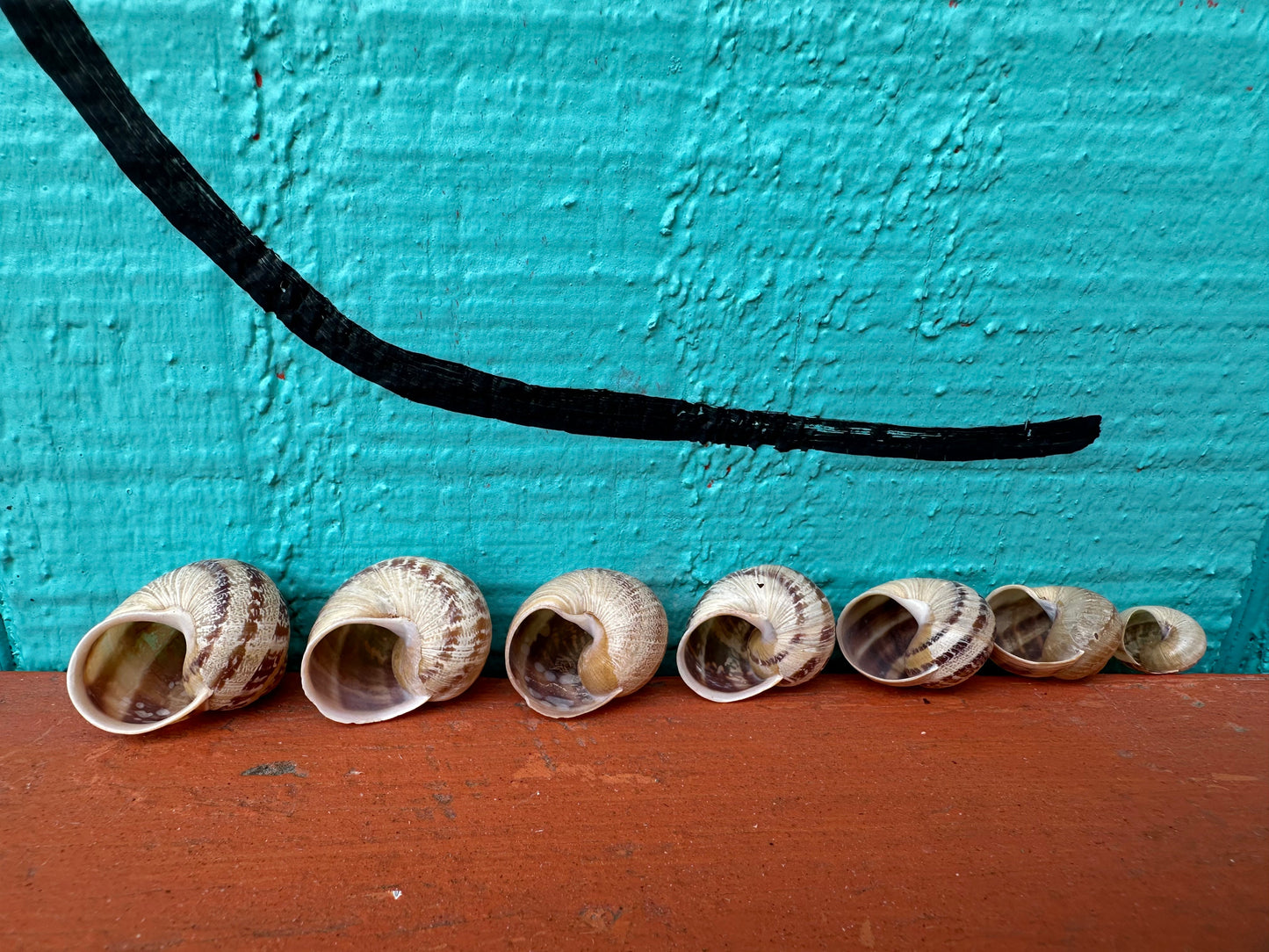 7 Shell Growth Series Tingitana seguyana Land Snail