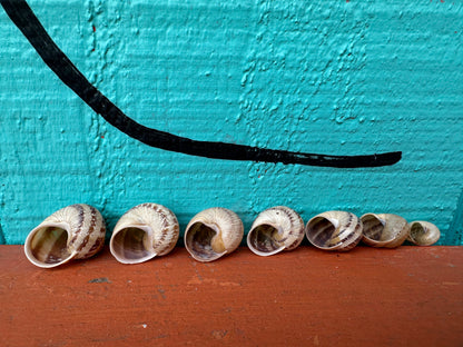 7 Shell Growth Series Tingitana seguyana Land Snail