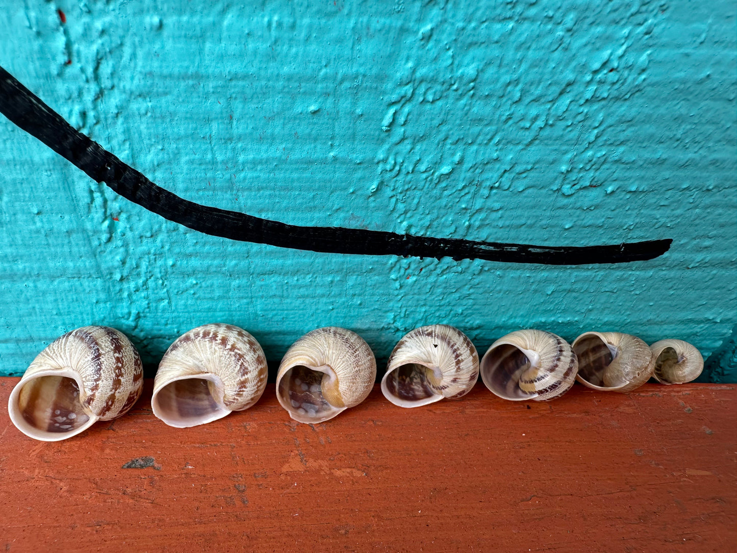 7 Shell Growth Series Tingitana seguyana Land Snail