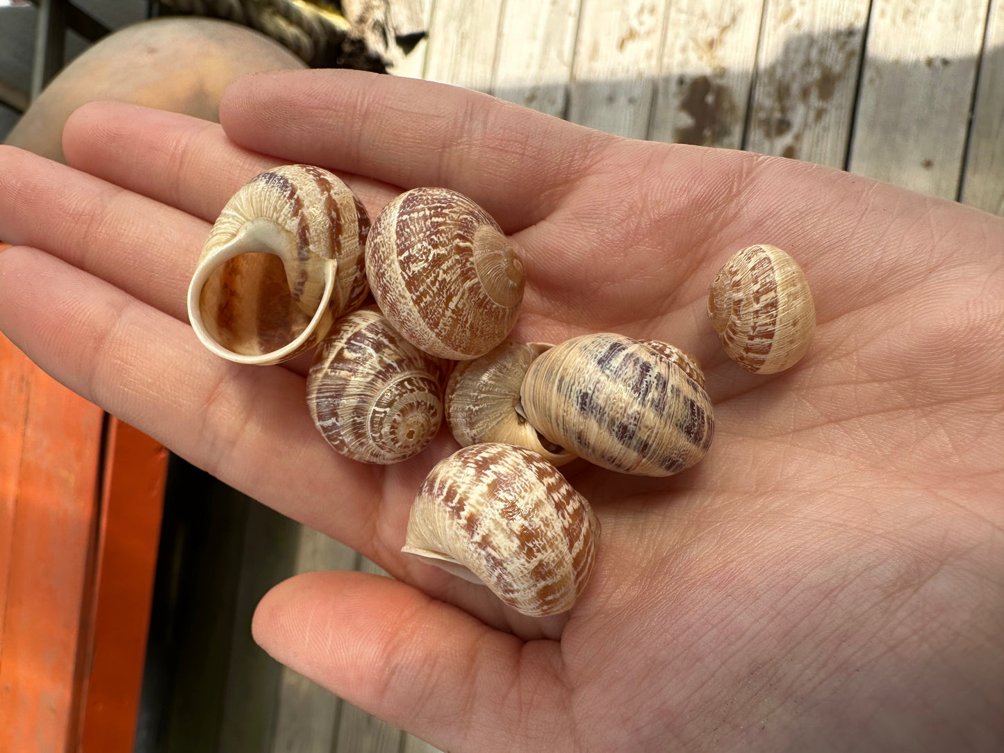 7 Shell Growth Series Tingitana seguyana Land Snail