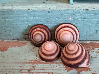 Banded Caracol Land Snail Shell