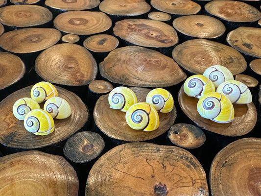 Yellow Polymita picta Shell with Stripe