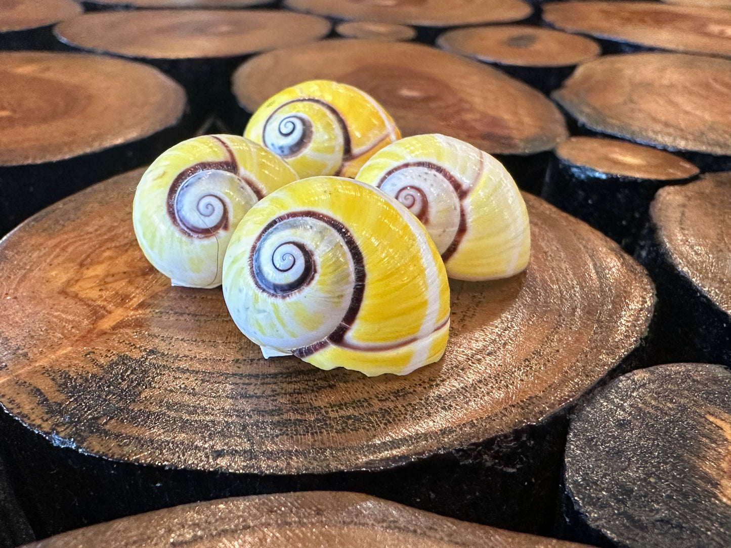 Yellow Polymita picta Shell with Stripe