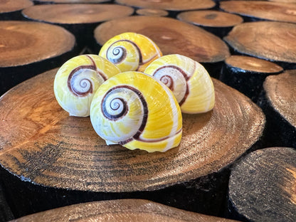 Yellow Polymita picta Shell with Stripe