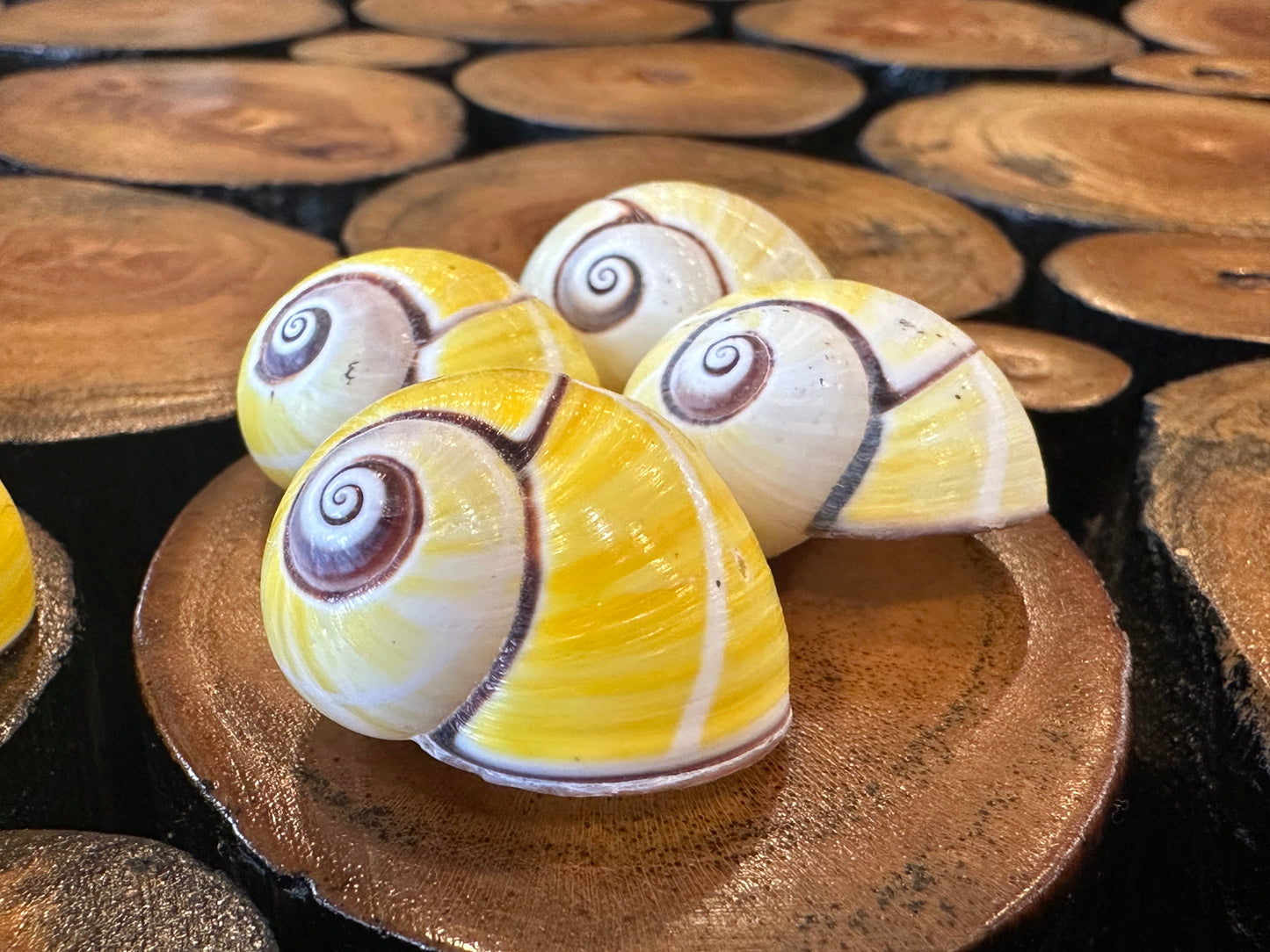 Yellow Polymita picta Shell with Stripe