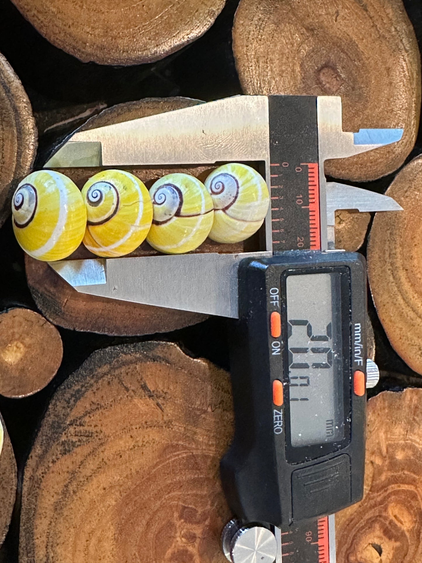 Yellow Polymita picta Shell with Stripe