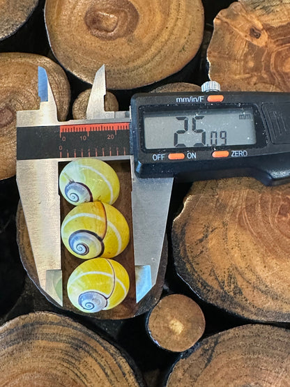 Yellow Polymita picta Shell with Stripe