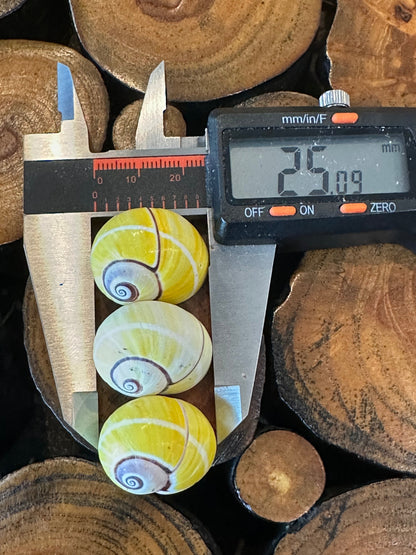 Yellow Polymita picta Shell with Stripe