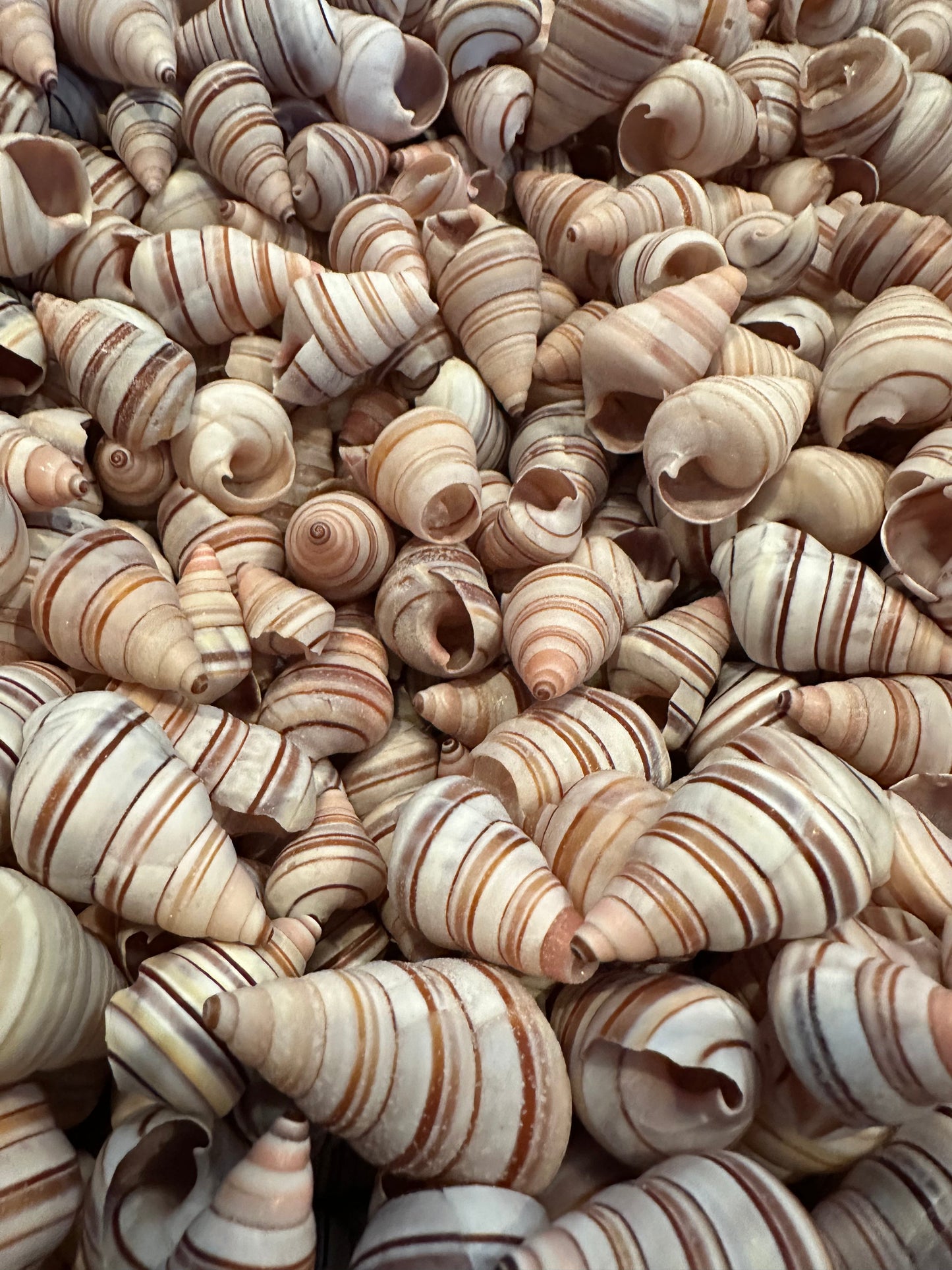 Assorted Liguus Tree Land Snail Shells