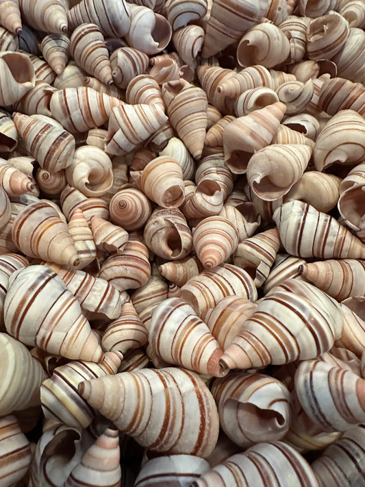 Assorted Liguus Tree Land Snail Shells