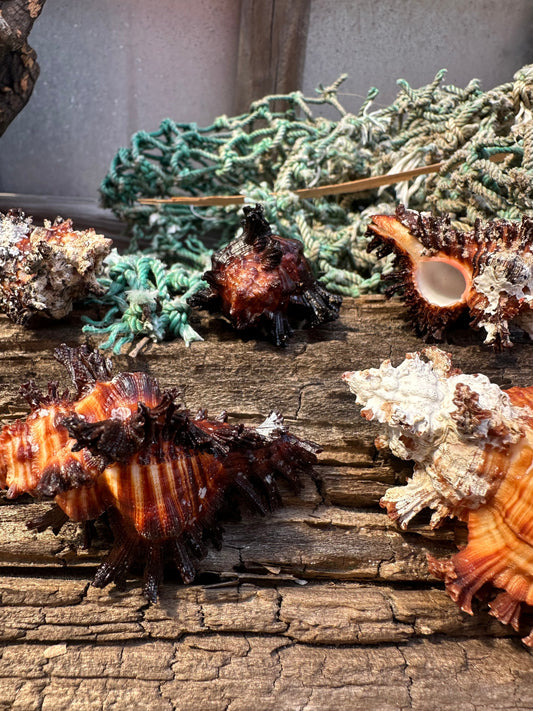 Adusta Murex, Burnt Murex - Chicoreus brunneus