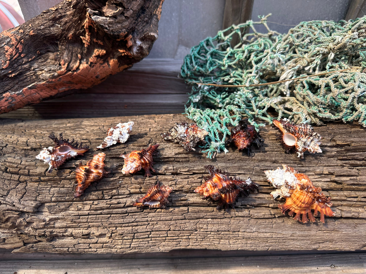 Adusta Murex, Burnt Murex - Chicoreus brunneus