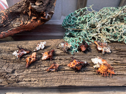 Adusta Murex, Burnt Murex - Chicoreus brunneus