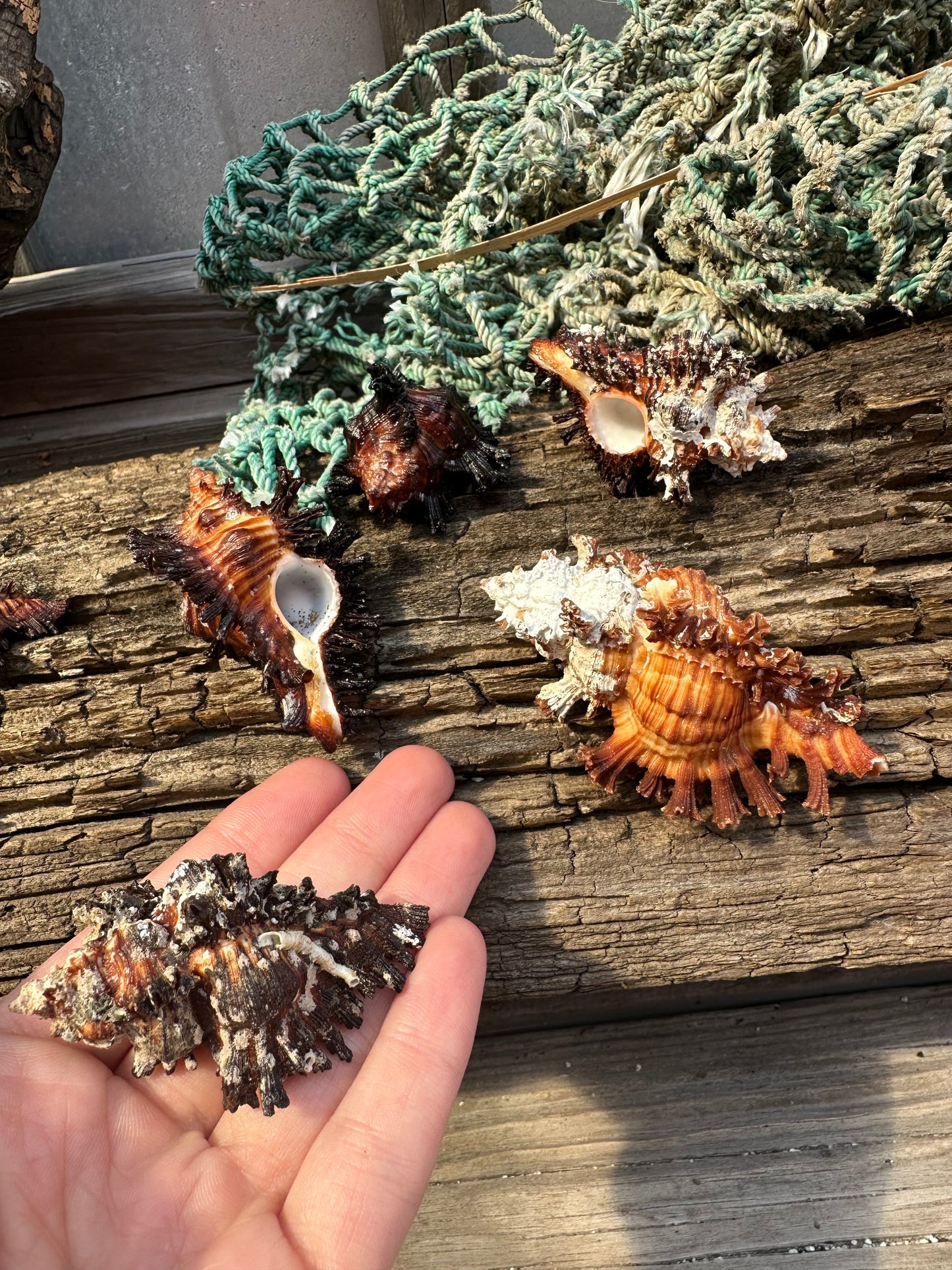 Adusta Murex, Burnt Murex - Chicoreus brunneus