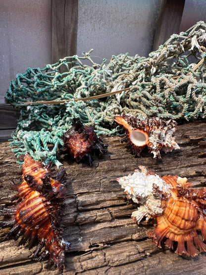 Adusta Murex, Burnt Murex - Chicoreus brunneus