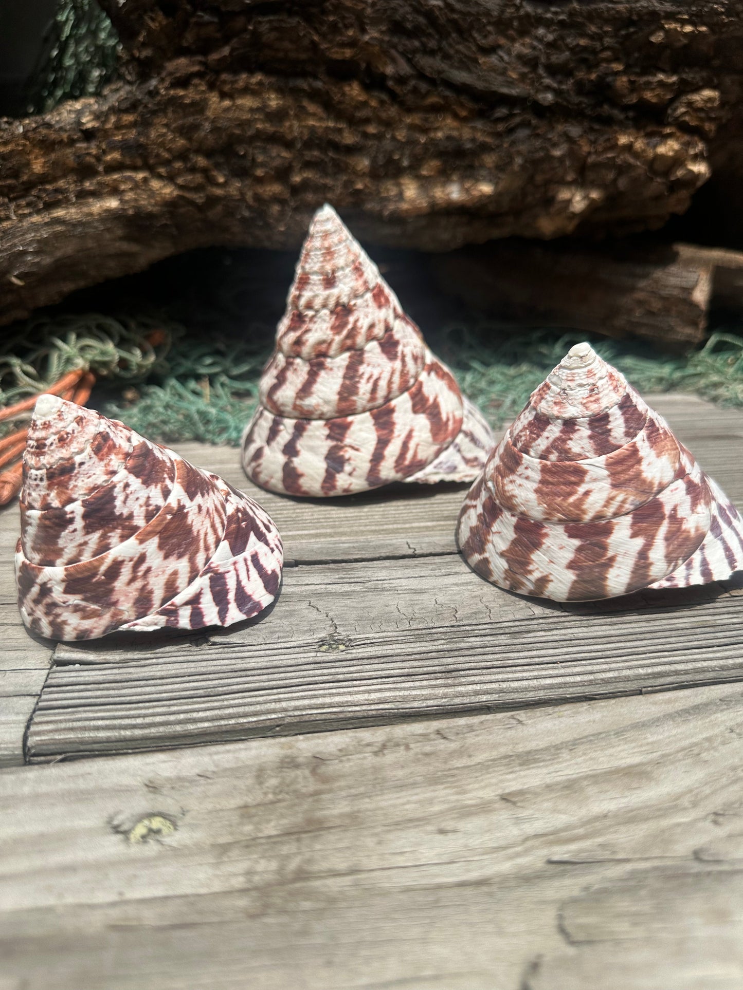 Trochus Niloticus Growth Series Trio