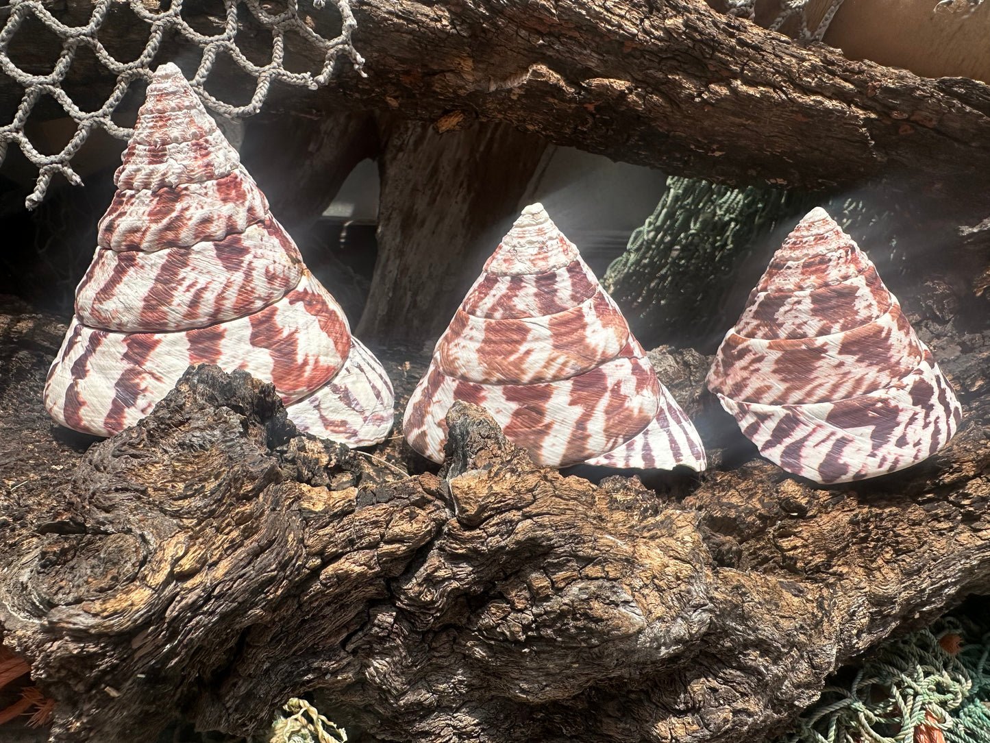 Trochus Niloticus Growth Series Trio