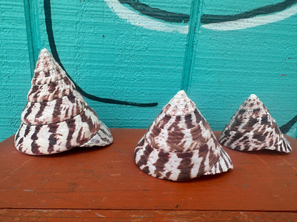 Trochus Niloticus Growth Series Trio