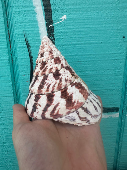 Trochus Niloticus Growth Series Trio