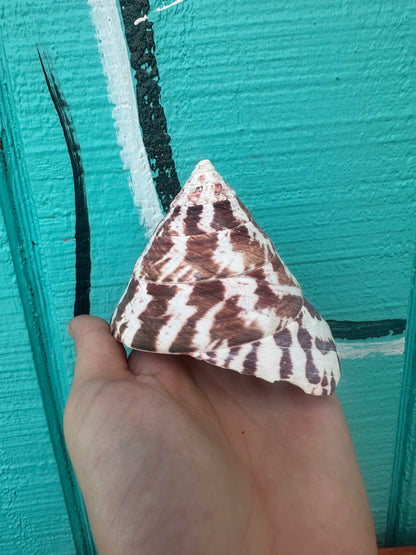 Trochus Niloticus Growth Series Trio