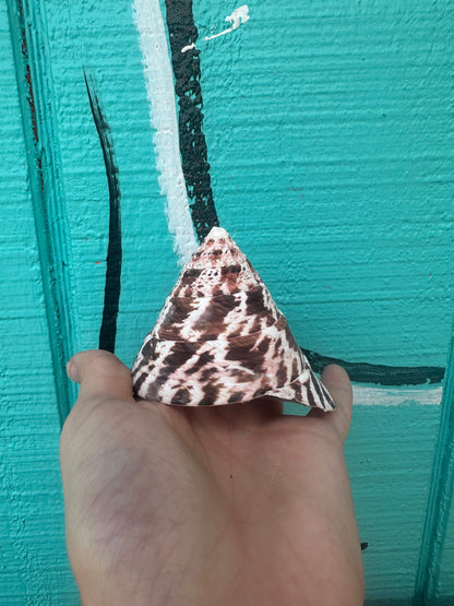 Trochus Niloticus Growth Series Trio