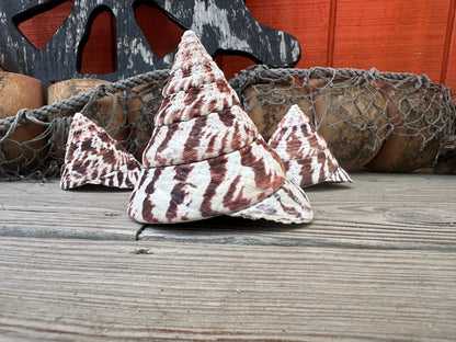 Trochus Niloticus Growth Series Trio