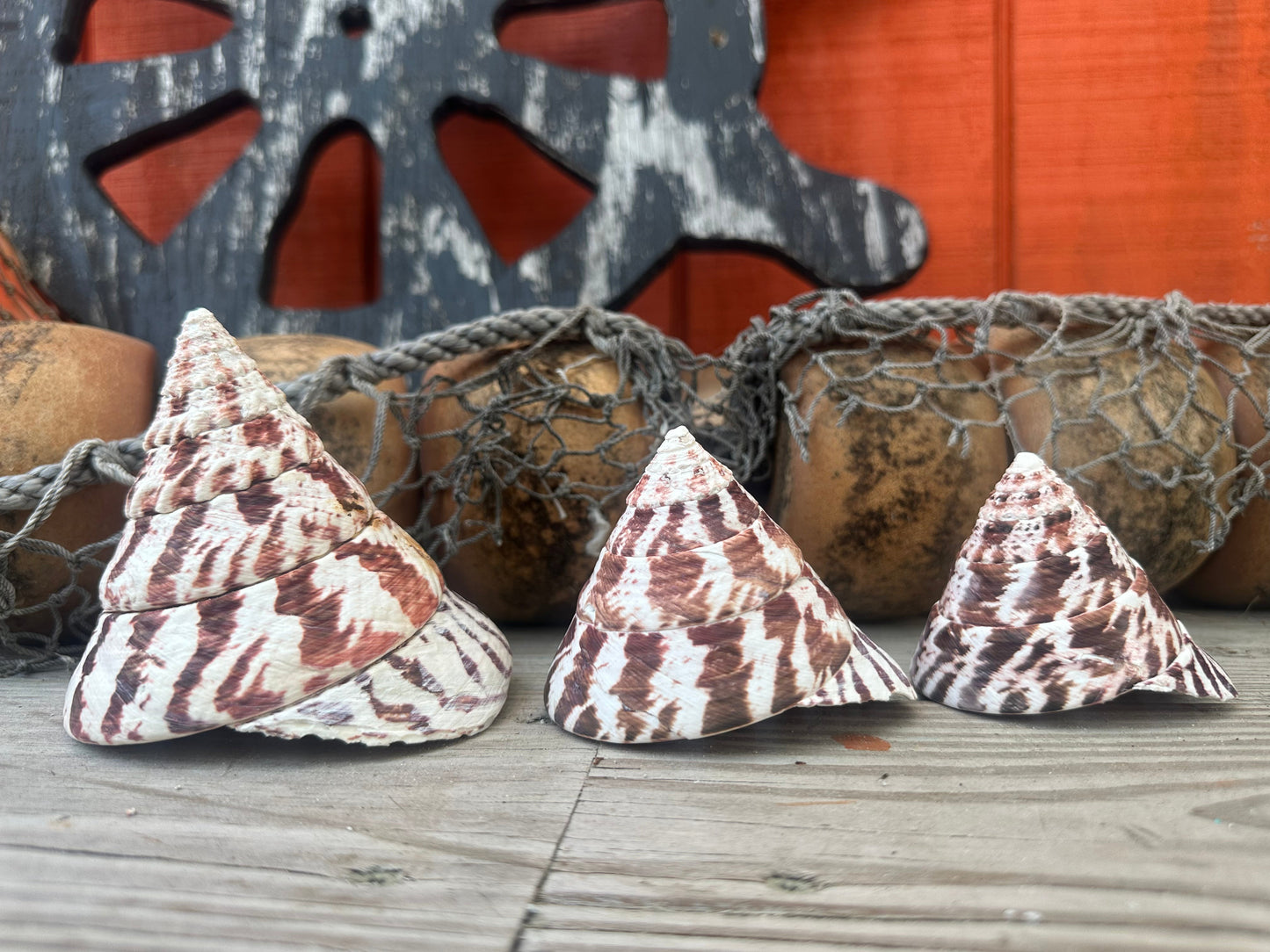 Trochus Niloticus Growth Series Trio