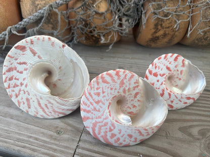 Trochus Niloticus Growth Series Trio