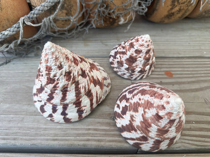 Trochus Niloticus Growth Series Trio