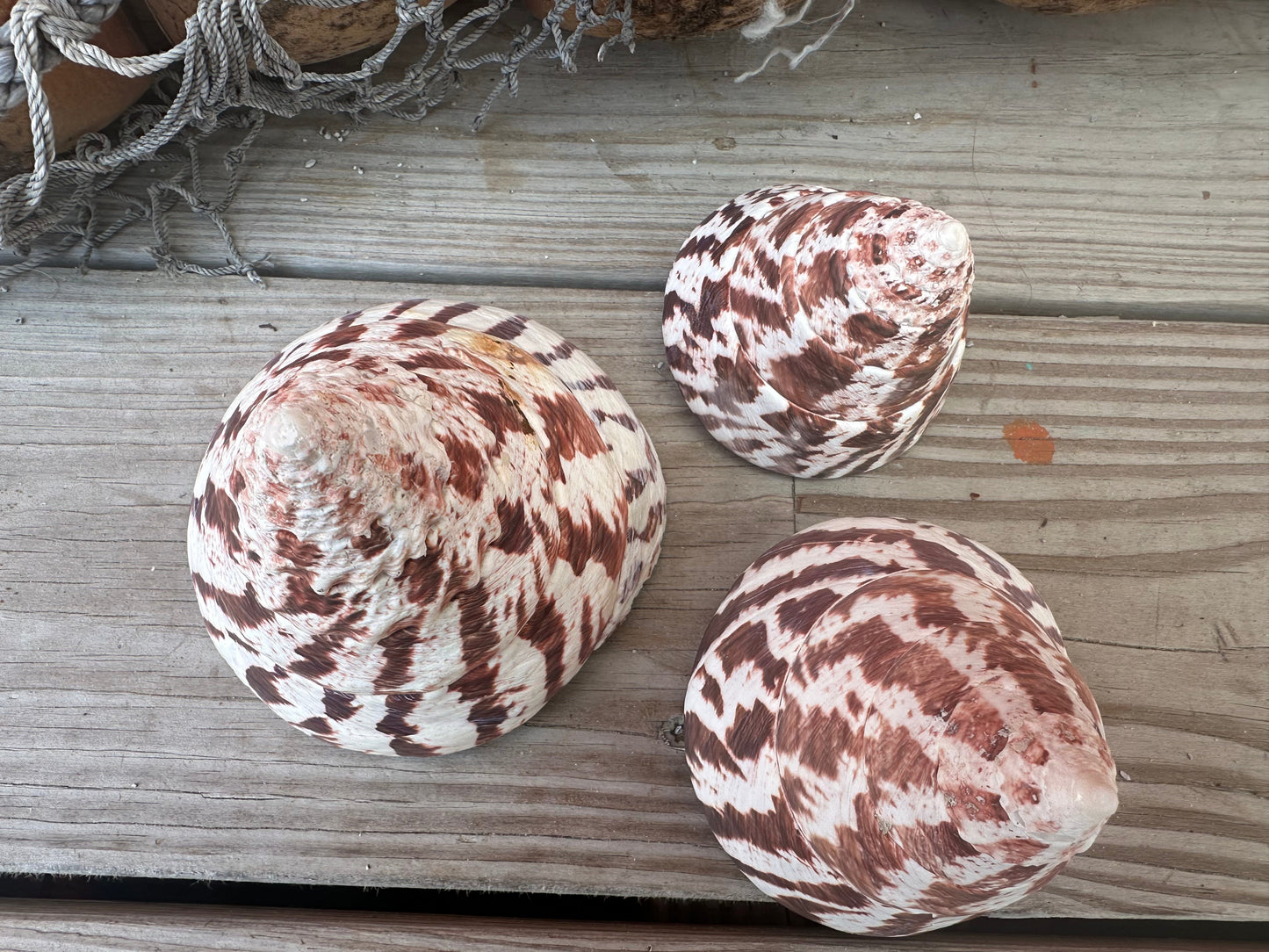 Trochus Niloticus Growth Series Trio