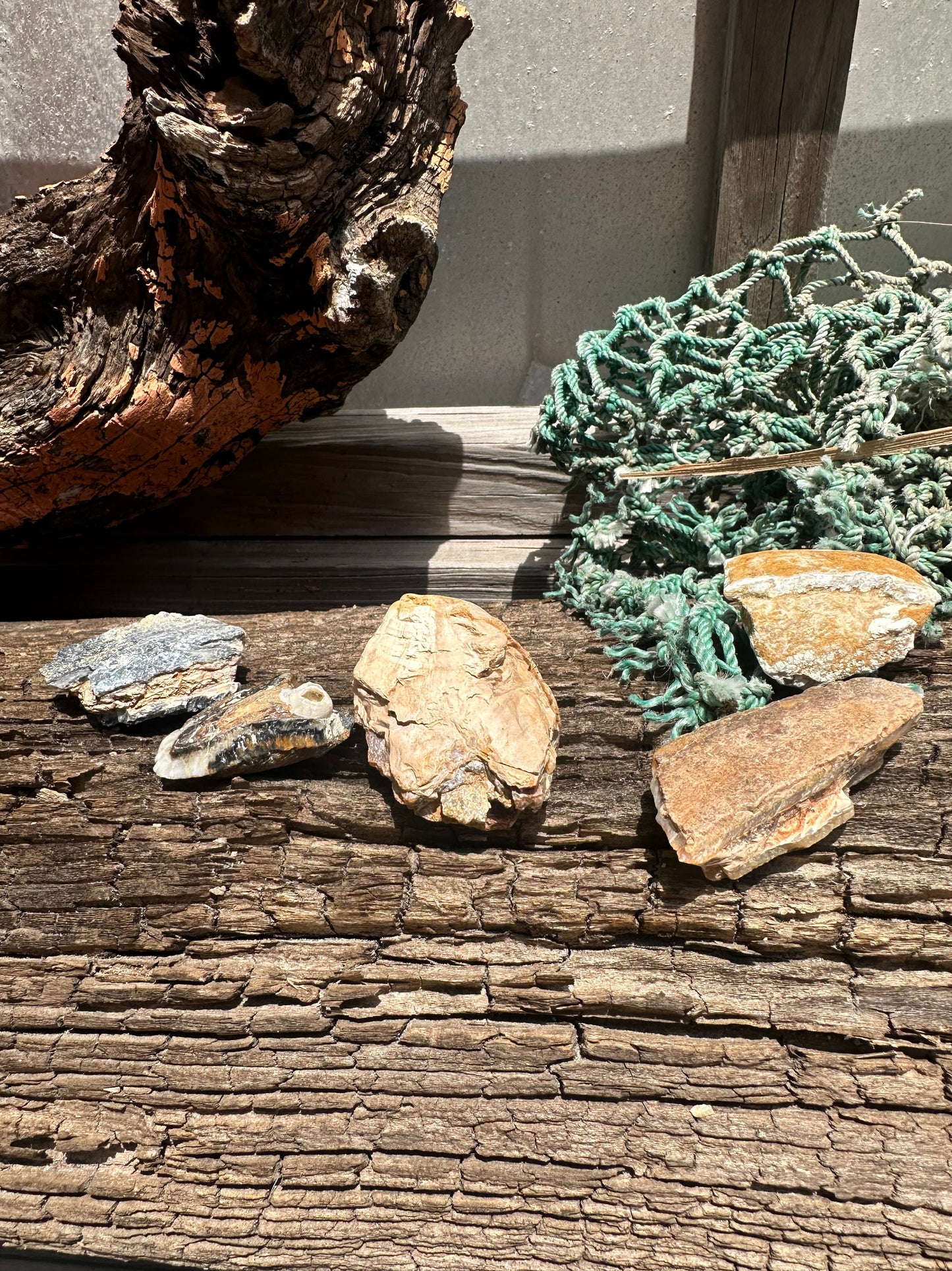 Fossilized Mammoth Teeth Fragments
