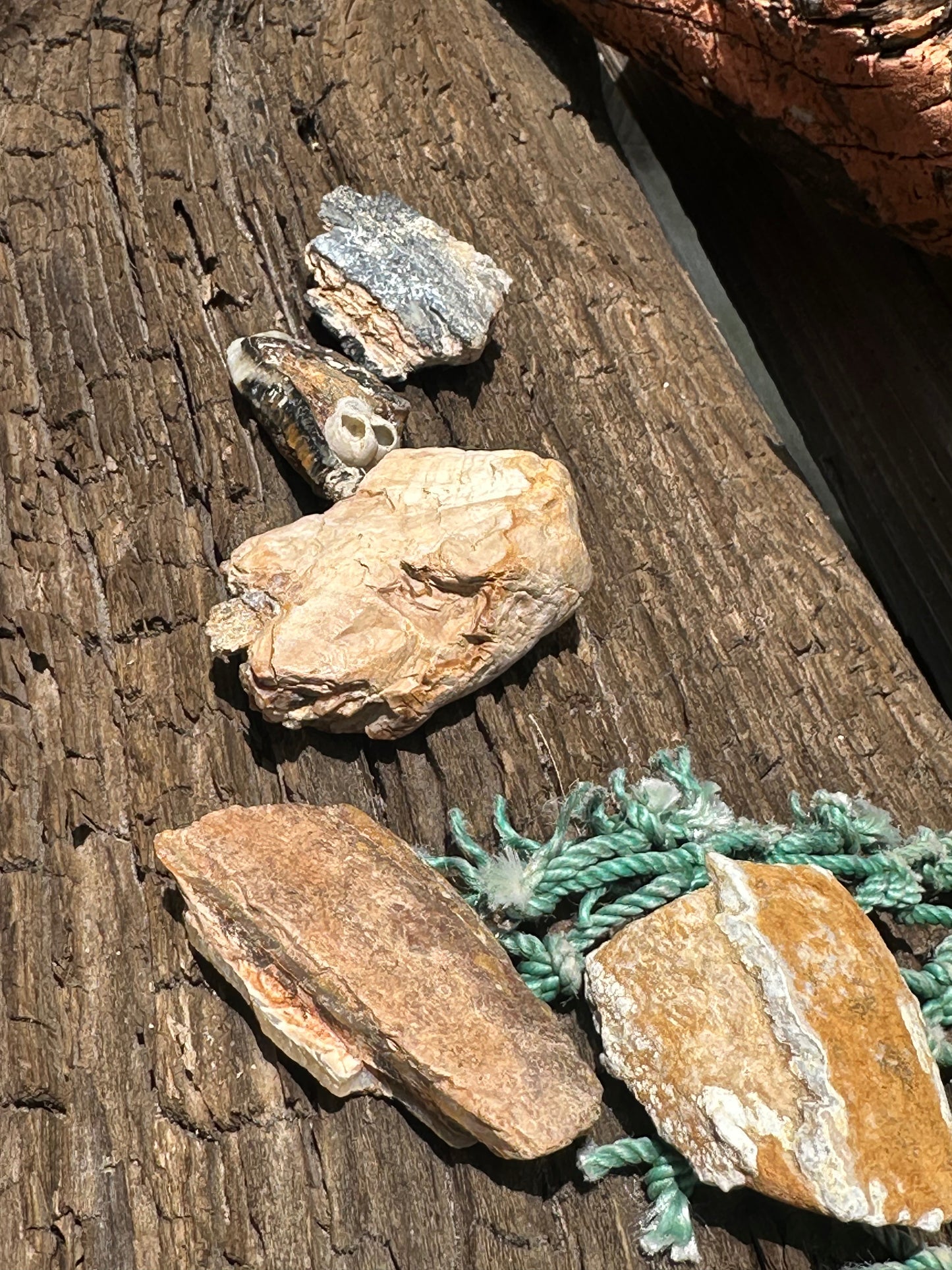 Fossilized Mammoth Teeth Fragments