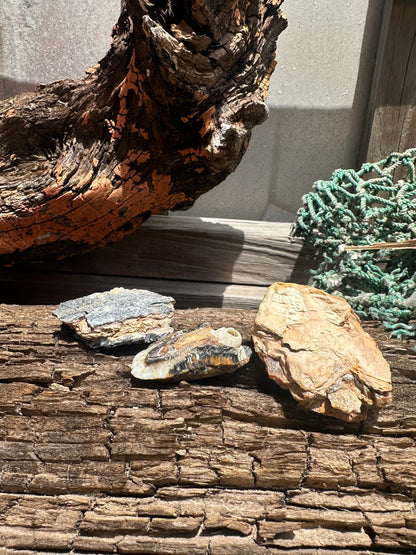 Fossilized Mammoth Teeth Fragments