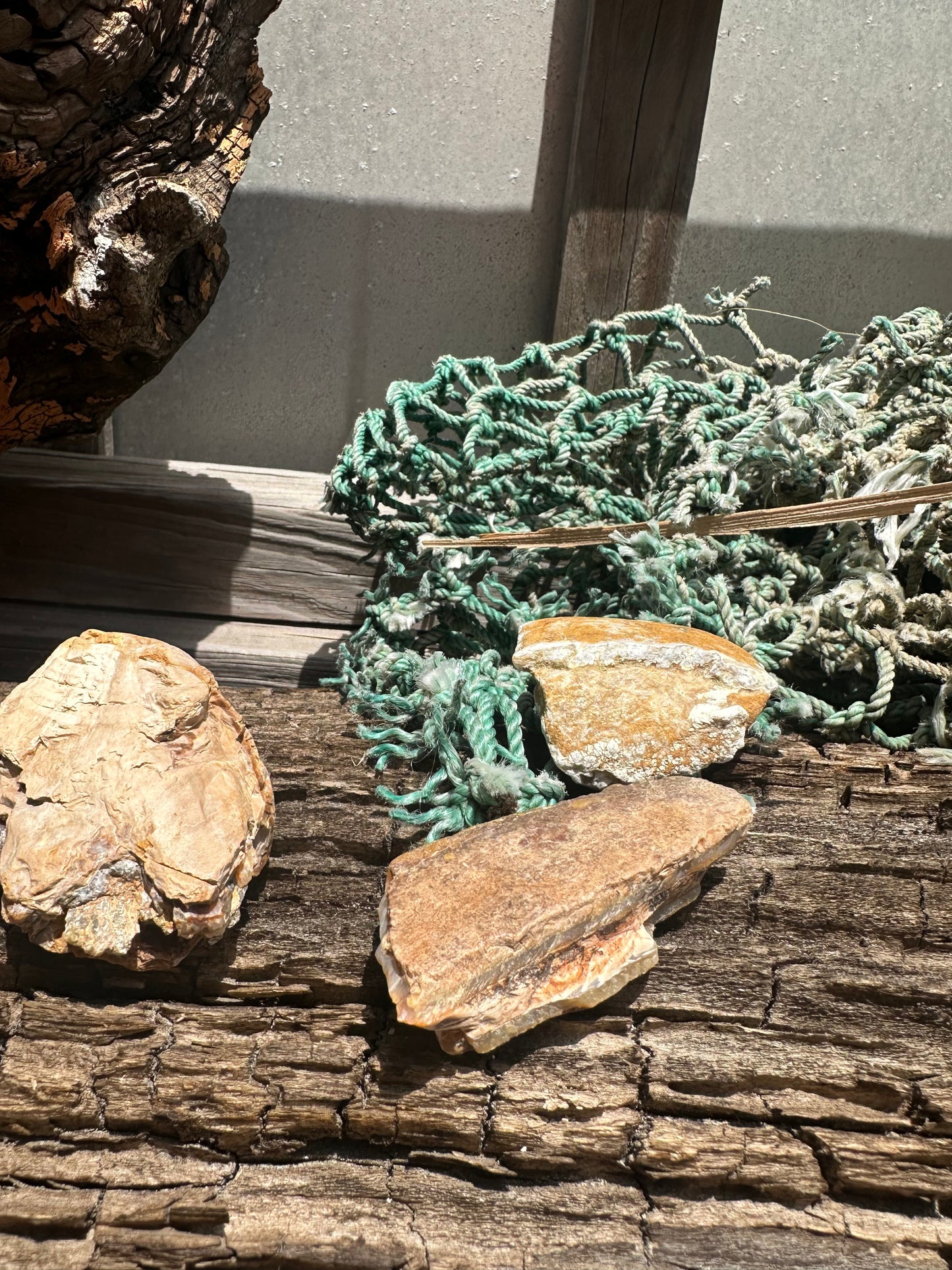Fossilized Mammoth Teeth Fragments