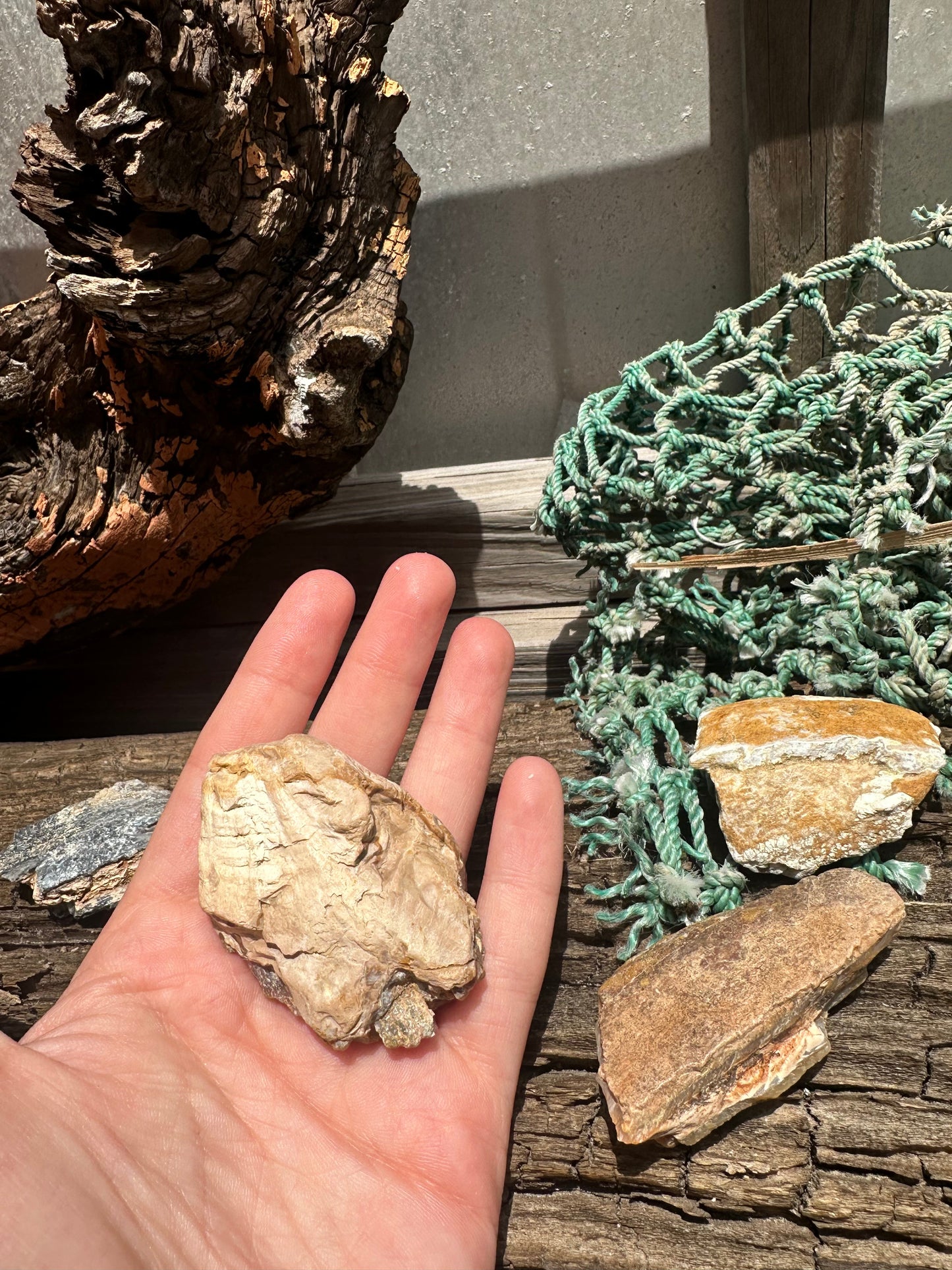 Fossilized Mammoth Teeth Fragments