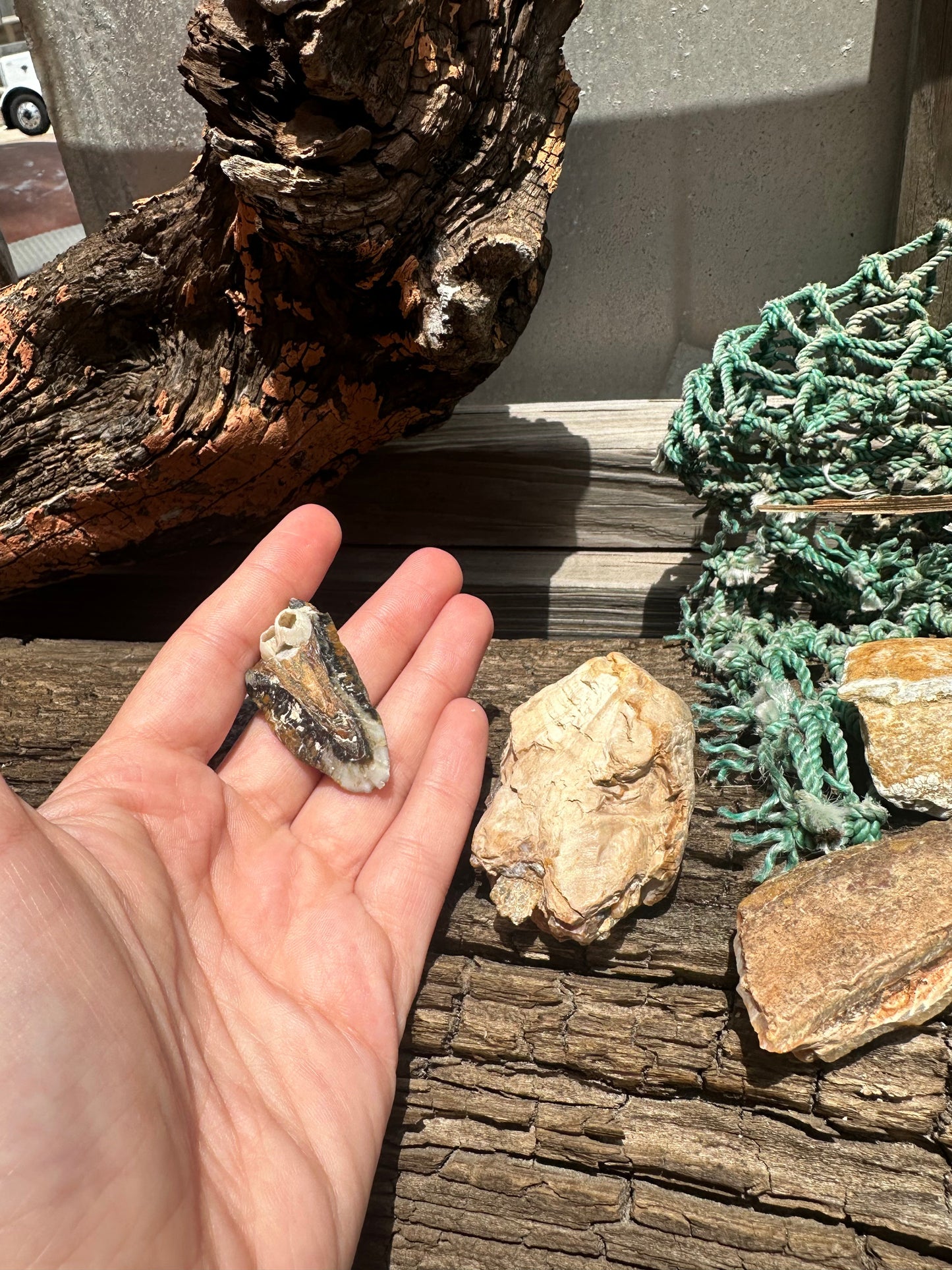 Fossilized Mammoth Teeth Fragments