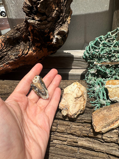 Fossilized Mammoth Teeth Fragments