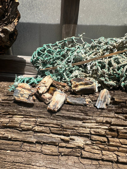 Fossilized Equus Horse Teeth Fragments