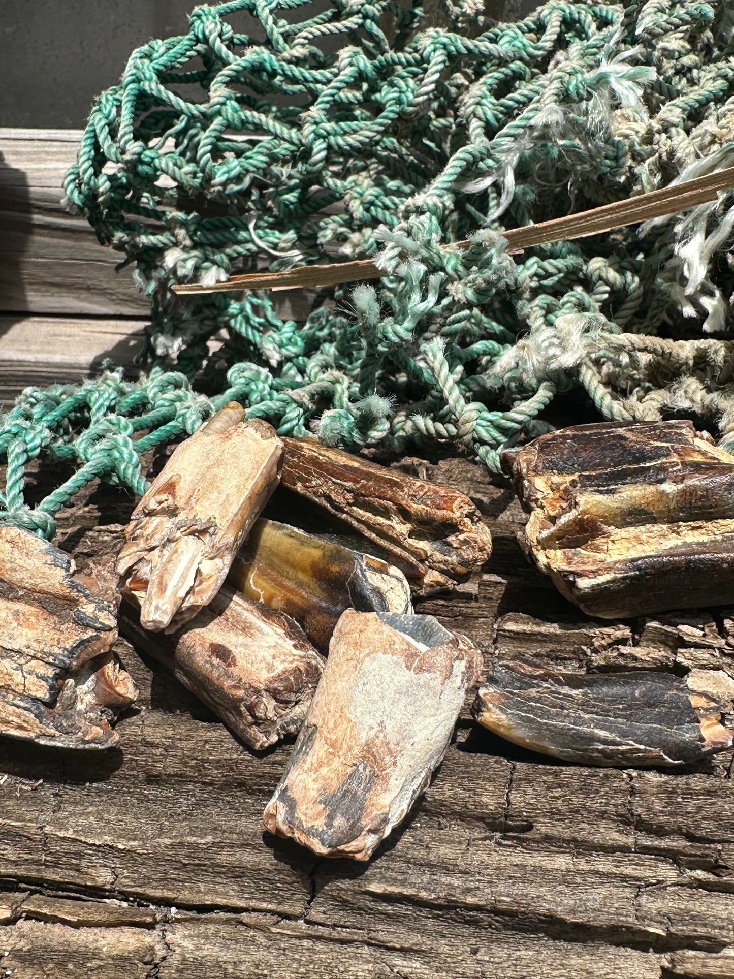 Fossilized Equus Horse Teeth Fragments