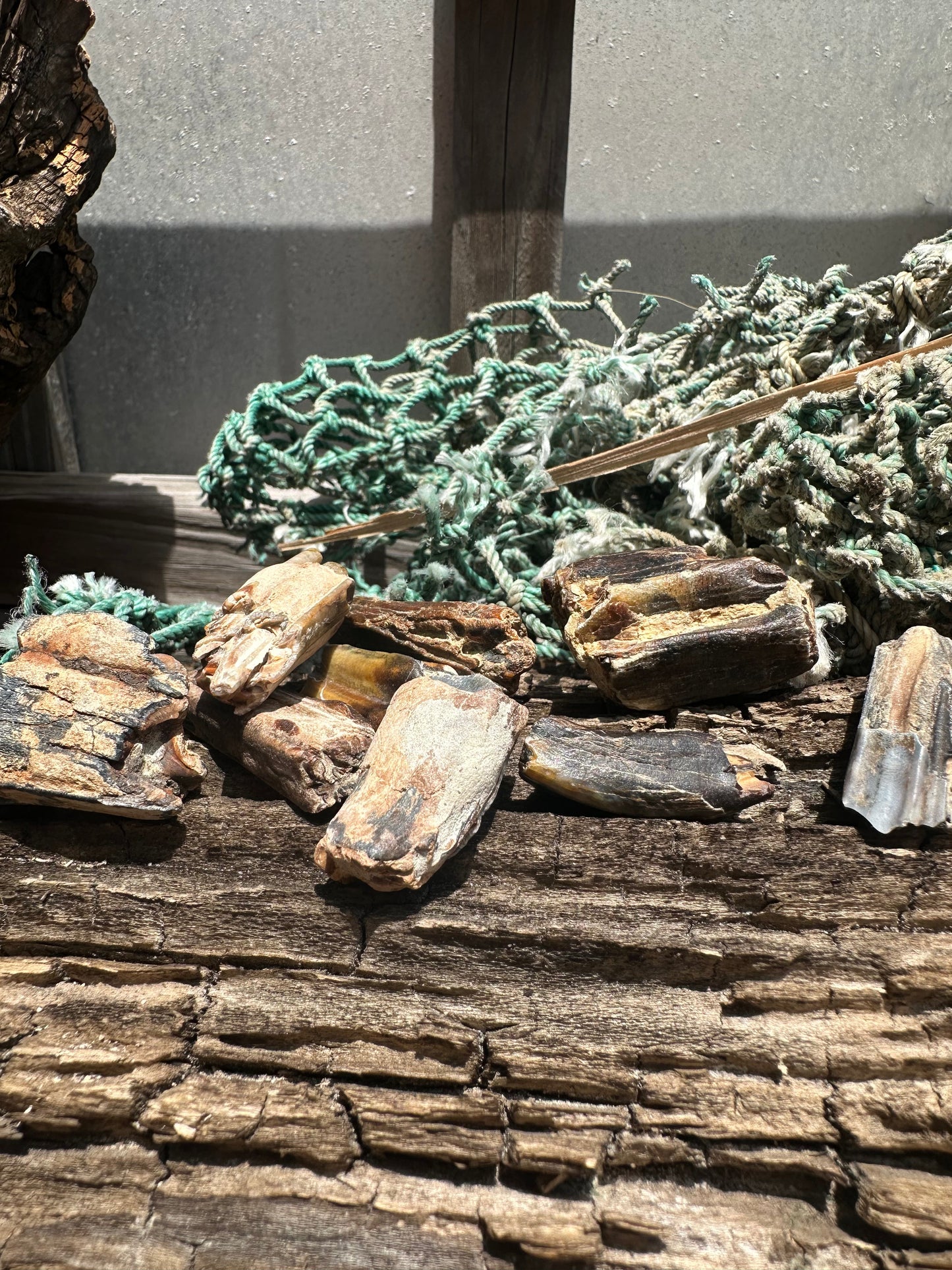 Fossilized Equus Horse Teeth Fragments
