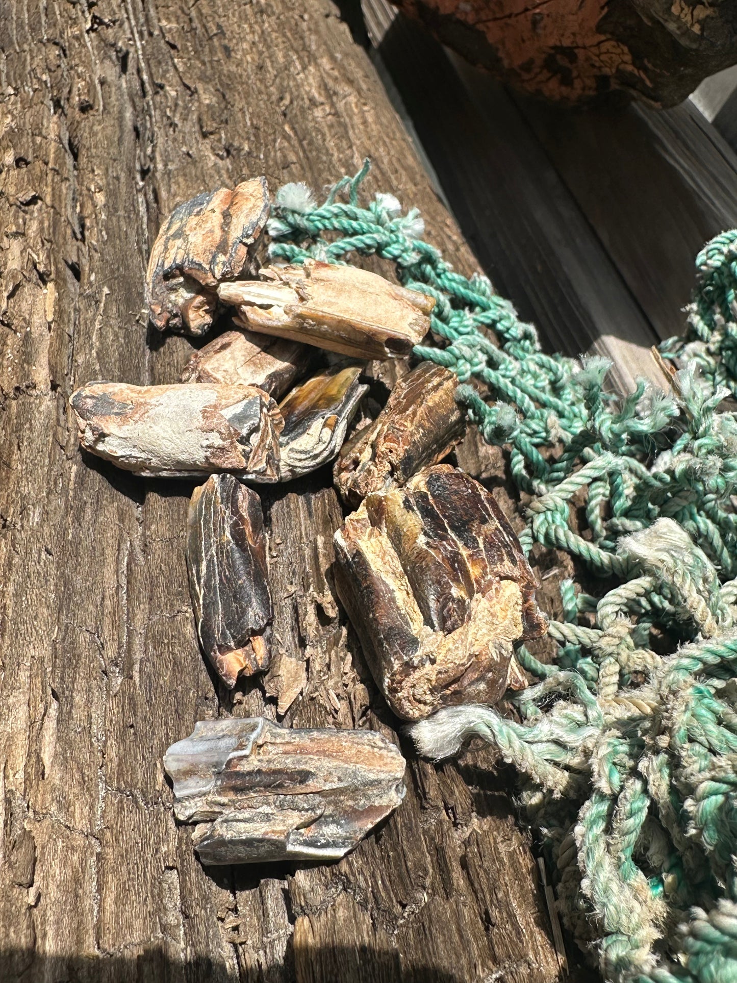 Fossilized Equus Horse Teeth Fragments